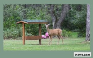 How to Build a Deer Feeder 