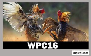 How to Watch wpc16 live & online for free?