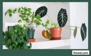 How to Remove Brown Tips From the Leaves of Houseplants