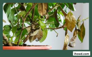How to Remove Brown Tips From the Leaves of Houseplants
